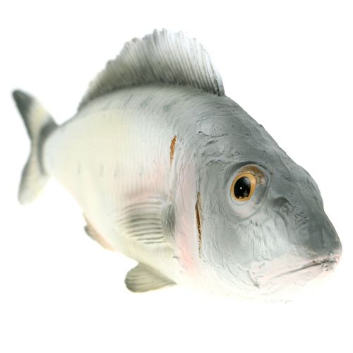 Floristik24 Pesce persico decorativo L27.5cm