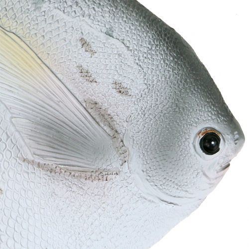 Floristik24 Pesce decorativo L21cm