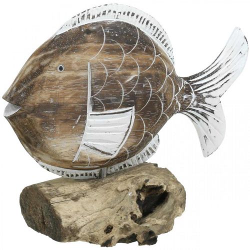 Deco pesce supporto in legno su radice Deco marittimo 27cm