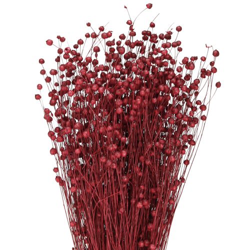 Decorazione secca di lino rosso bordeaux, fiori secchi L55cm 80g