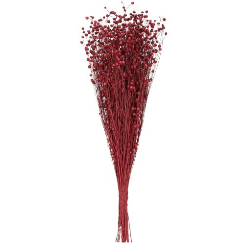Prodotto Decorazione secca di lino rosso bordeaux, fiori secchi L55cm 80g