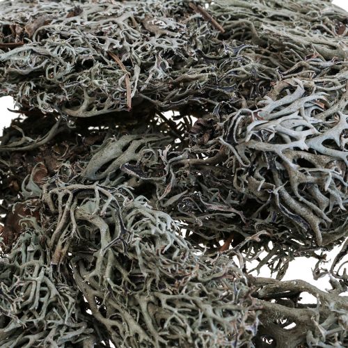 Prodotto Lichene muschio di albero muschio decorativo naturale 1 kg