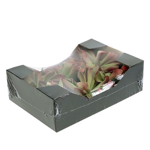 Floristik24 Foam Blossom Ø12cm Verde / Rosso 6 pezzi