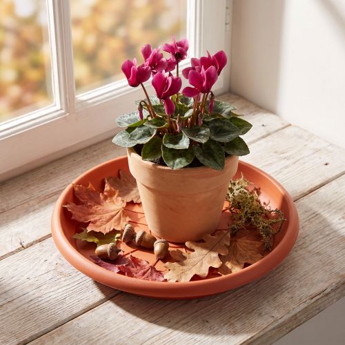Piattino "Linda" Ø20cm terracotta | Floristik24.it