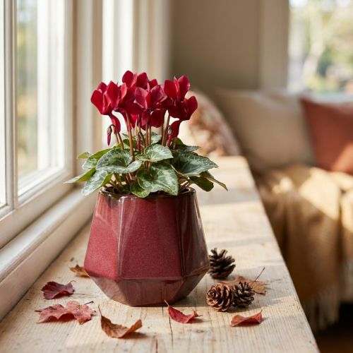 Vaso Fioriera Fioriera in Ceramica Rosso Esagonale Ø10cm H9cm | Floristik24.it