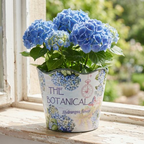 Fioriera in plastica per ortensie estive Ø16,5 cm H13,5 cm | Floristik24.it