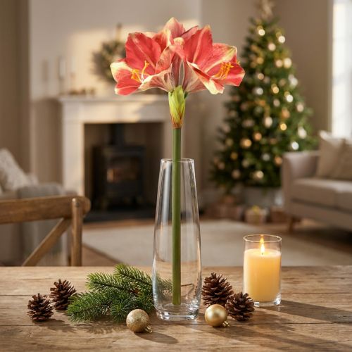 Amaryllis artificiale rosa e