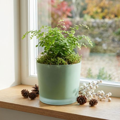 Vaso di fiori in vetro vaso di vetro verde fioriera Ø14,5 cm H12,5 cm | Floristik24.it