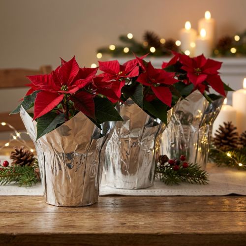 Fioriera argento lucido confezione regalo Ø5,5cm H6cm 8 pezzi | Floristik24.it
