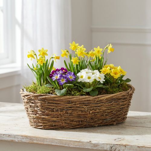 Vaso per piante rampicanti naturali, ovale, 40x19x11,5 cm | Floristik24.it