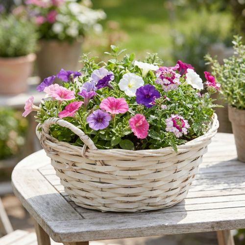 Cestino per piante bianco vintage, Ø30cm H14cm con manici | Floristik24.it