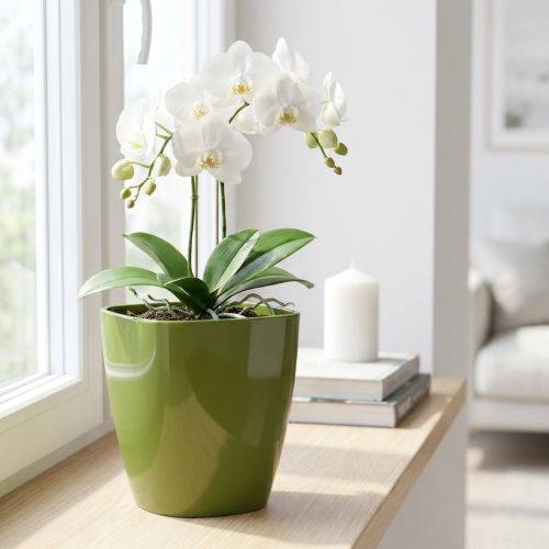 Vaso per orchidee lucido Ø12,5 cm verde oliva 1 pezzo | Floristik24.it