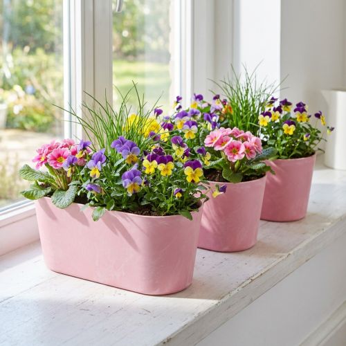 Ciotola per piantare barchetta ovale rosa 27×11×10cm 3pz | Floristik24.it