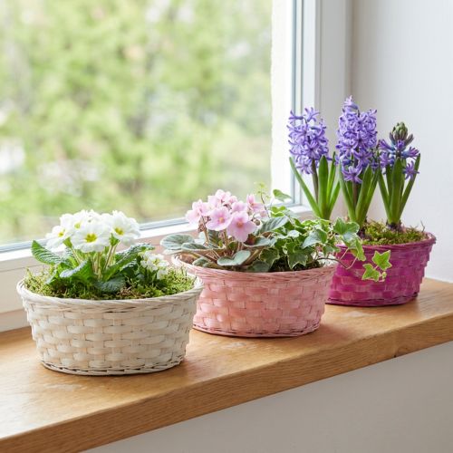 Cestino per patatine rotondo viola/bianco/rosa Ø25cm 6 pz | Floristik24.it