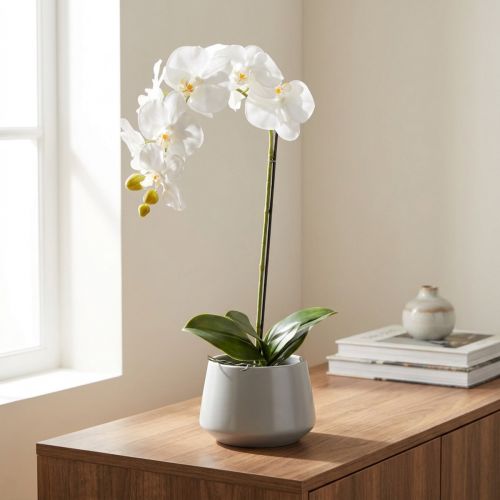 Pianta di orchidea