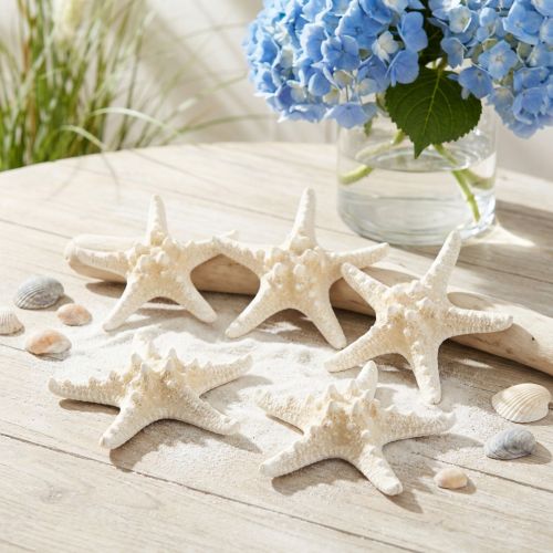 Stella marina decorativa grande stella marina tempestata di bianco essiccato 19-26 cm 5 pz | Floristik24.it