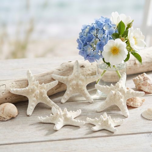 Decorazione a forma di stella marina bianca, stelle marine essiccate per lavori creativi, 7-11 cm, 15 pezzi | Floristik24.it