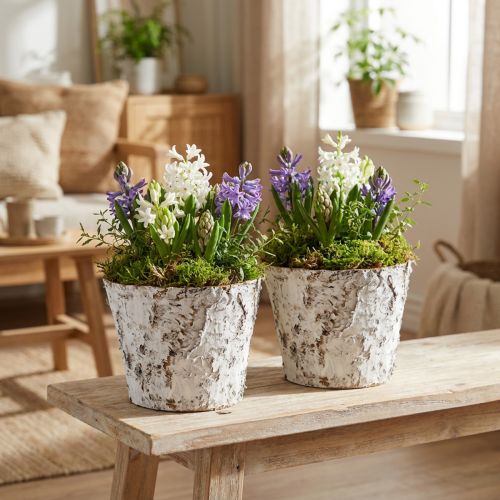Vaso decorativo vaso per piante in betulla sbiancata Ø18cm H15cm 2 pezzi | Floristik24.it