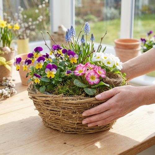 Vaso per piante, rotondo, con motivo a vite, naturale, Ø23cm, H9.5cm | Floristik24.it