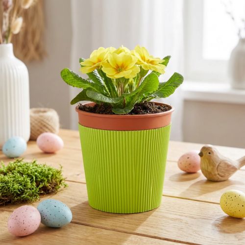 Polsini plissettati per vasi da fiori verde chiaro 14,5 cm 100 pezzi | Floristik24.it