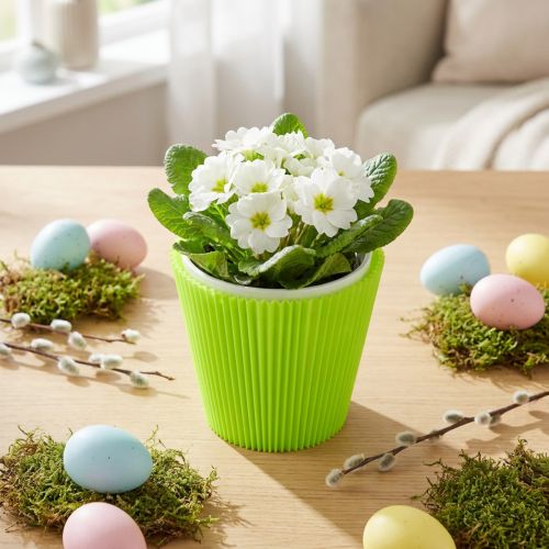 Polsini plissettati verde chiaro 10,5 cm 100 pezzi | Floristik24.it