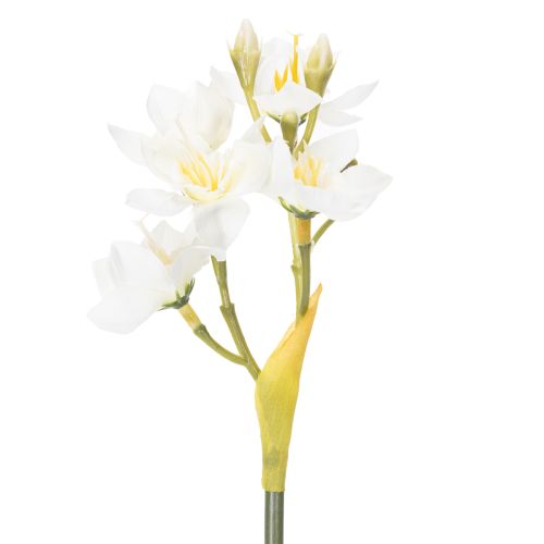 Prodotto Ramo di narciso per composizioni floreali stagionali, bellissimo, 33 cm, 6 pezzi