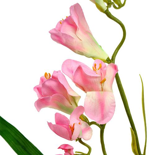 Floristik24 Fresia 56 cm Rosa 4 pezzi