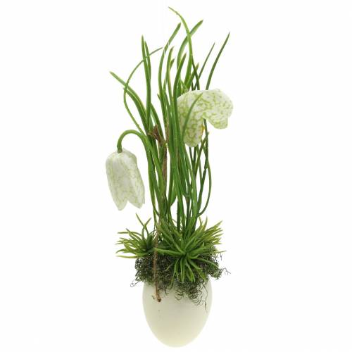 Floristik24 Fritilaria nel guscio d&#39;uovo per appendere artificialmente verde, bianco 25 cm