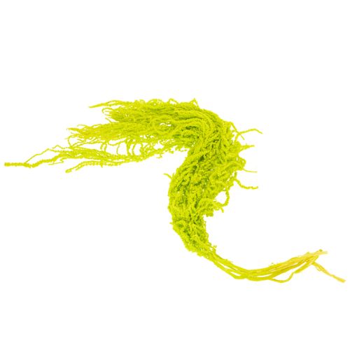 Prodotto Fiori secchi di coda di volpe, tinti, per decorazioni domestiche speciali e accenti unici, 100 cm, 5 pezzi