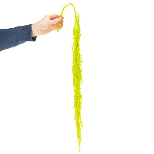 Prodotto Fiori secchi di coda di volpe, tinti, per decorazioni domestiche speciali e accenti unici, 100 cm, 5 pezzi