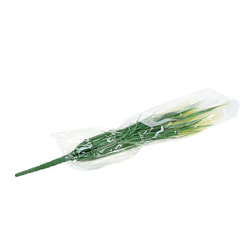 Floristik24 Coda di volpe verde erba, bianca 63 cm