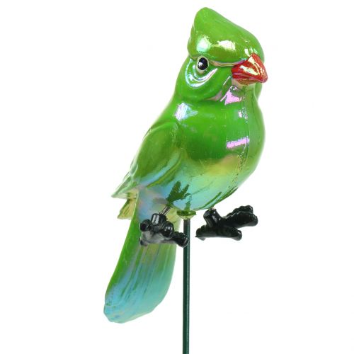 Floristik24 Spina da giardino verde pappagallo 16cm
