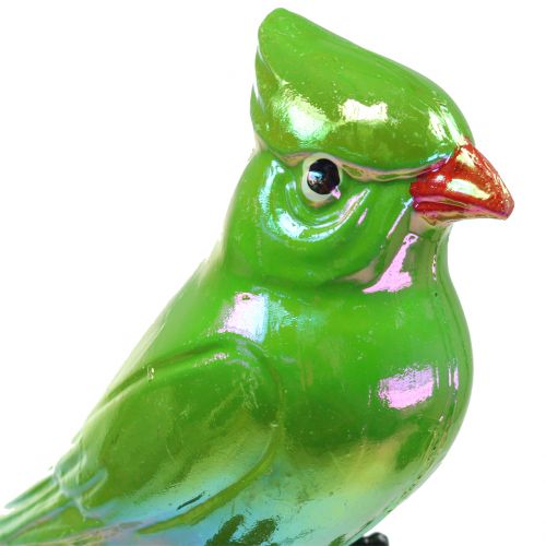 Floristik24 Spina da giardino verde pappagallo 16cm
