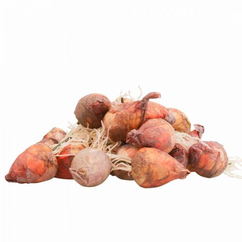 Prodotto Mini barbabietole artificiali per decorazione vegetale Ø2,5 cm H3,5 cm 24 pz