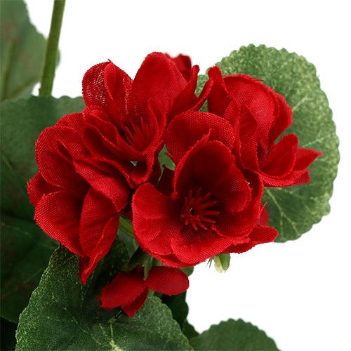 Floristik24 Cespuglio di geranio rosso 36 cm