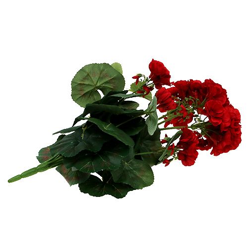 Floristik24 Cespuglio di geranio rosso 36 cm