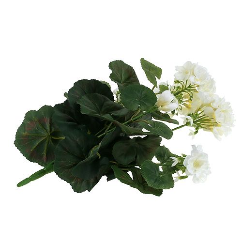 Prodotto Cespuglio di geranio bianco 38 cm