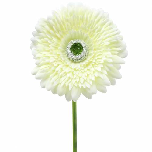 Floristik24 Gerbera artificiale bianca 62 cm 6 pezzi