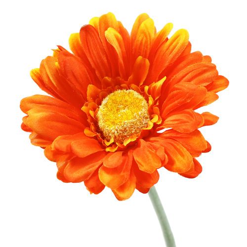 Floristik24 Gerbera Arancio Ø10cm L55cm 6pz