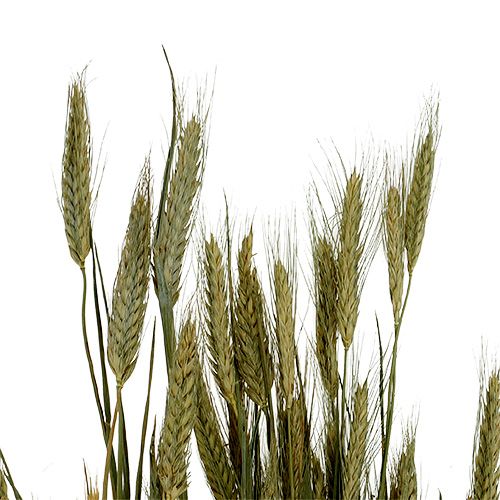 Prodotto Decorazione a grana Triticale a mazzetto Naturale 1 mazzetto