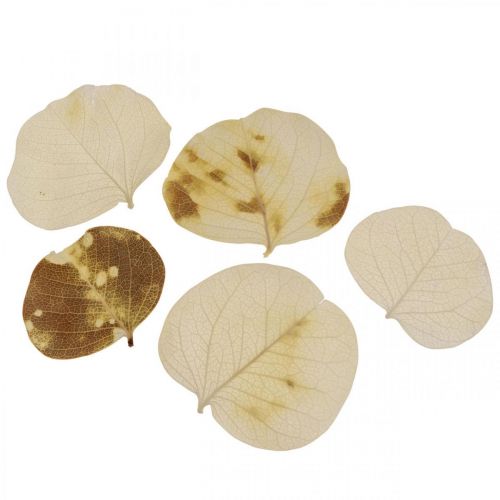 Prodotto Decorazione foglie secche Moneta crema floristica secca 100g