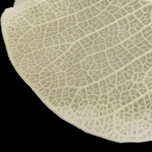 Prodotto Decorazione foglie secche Moneta crema floristica secca 100g