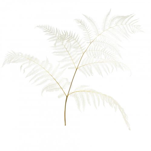 Prodotto Decorazione di felce essiccata Felce sbiancata H75 cm 10 pz