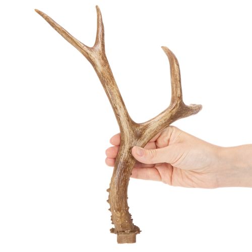 Corna artificiali, realistiche, rustiche, 32 cm | Floristik24.it