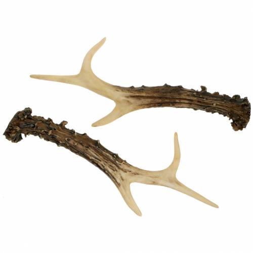 Floristik24 Decorazione della tavola della decorazione della casa di campagna del corno di Deco 23cm 2pcs