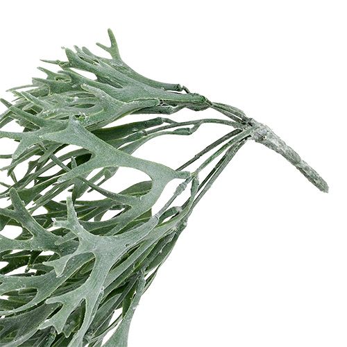 Floristik24 Felce di corna grigio-verde 60cm