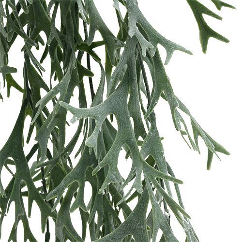 Floristik24 Felce di corna grigio-verde 60cm