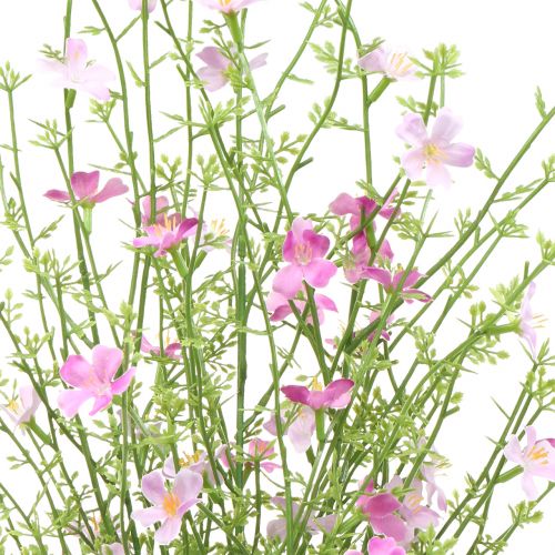 Floristik24 Cespuglio di ginestra lilla 60cm