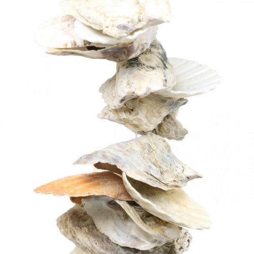 Floristik24 Ghirlanda di conchiglie, decoro estivo marittimo, catena di conchiglie naturali colori naturali L35cm