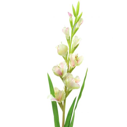 Floristik24 Gladiolo bianco 93 cm
